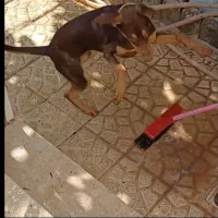 واگذاری سگ نگهبان|سگ|مشهد, پنجتن|دیوار