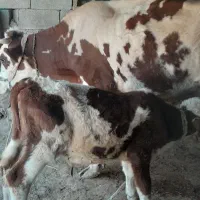 گاوسمینتالباگوساله