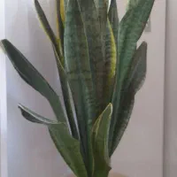 گلهای زیبای طبیعی،شاداب و پرریشه|گل و گیاه طبیعی|تبریز, |دیوار