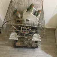 سه تا طوطی برزیلی با قفس و تخم|پرنده|مشهد, تربیت (صدف)|دیوار