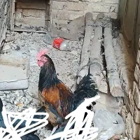 خروس|حیوانات مزرعه|مرودشت, شهرک مهدیه|دیوار