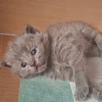 گربه بریتیش