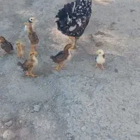 مرغ گلین خال سوزنی|حیوانات مزرعه|خان ببین, |دیوار