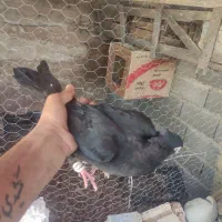 کبوت زاغ ابادانی درجه یک|پرنده|یاسوج, |دیوار