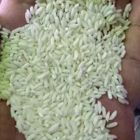 انواع برنج هندی و پاکستانی