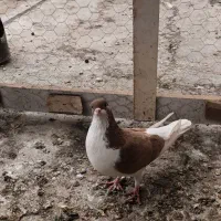 رنگی|پرنده|شوشتر, |دیوار