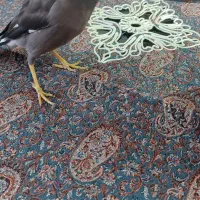 فروش کوتوله برزلی|پرنده|خمینی‌شهر, |دیوار