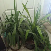 گل پاندالوس،و یوکا|گل و گیاه طبیعی|آبیک, |دیوار