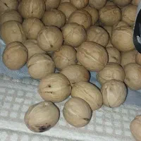 گردو درجه یک و تازه