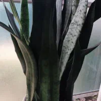 گل سانس|گل و گیاه طبیعی|کومله, |دیوار