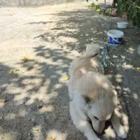 سگ پامر روباهی|سگ|بیستون, |دیوار