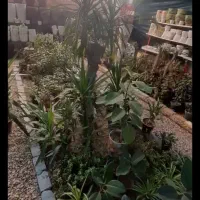 واگذاری گلخانه