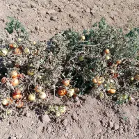گوجه فرنگی ارگانیک
