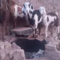 بزغاله ماده|حیوانات مزرعه|تربت جام, جامرود|دیوار