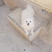 پامر خرسی نر