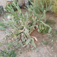 گل وگیاه کاکتوس|گل و گیاه طبیعی|تهران, حافظیه|دیوار