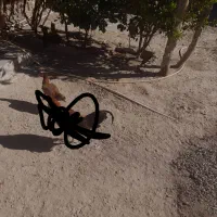 فوری|حیوانات مزرعه|خاش, |دیوار