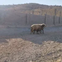 قوچ داشتی|حیوانات مزرعه|ارژن, |دیوار