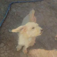 سگ پاکوتا|سگ|مشهد, قائم|دیوار