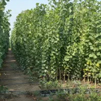 نهال صنوبر برای عاشقان طبیعت سبز