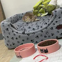 گربه ماده چینچیلا گلد ny11|گربه|تهران, فاطمی|دیوار