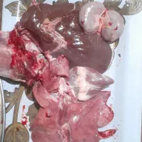 بره گوسفند