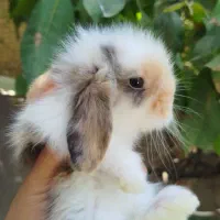 خرگوش لوپ اصل
