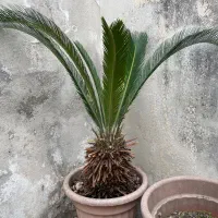 گل سیکاس با گلدون