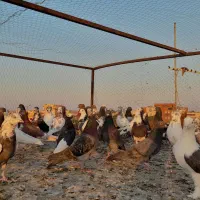 کفترپرشی|پرنده|قشم, |دیوار