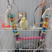 عروس هلندی|پرنده|مشهد, بهارستان|دیوار