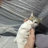 دست‌آموز وخانگی