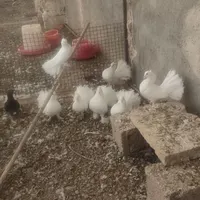 کبوتر تزئینی چتری|پرنده|مشهد, کارمندان دوم|دیوار