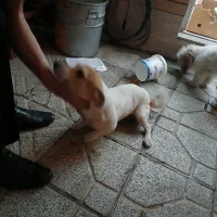 واگذاری پاپی|سگ|اصفهان, باتون|دیوار