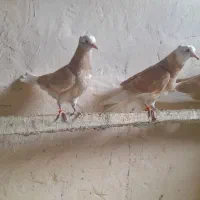 کبوتر ساری گجله