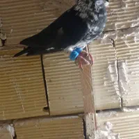 سوسکی‌سیاه