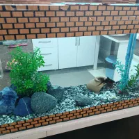 آکواریوم با وسایل و ماهی