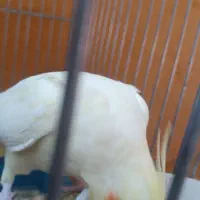 عروس هلندی|پرنده|پاکدشت, پاکدشت (مامازند)|دیوار