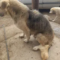 واگذاری یک سگ پاکوتاه باتوله هاش