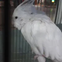 جفت عروس هلندی گرینچیک کوتوله قناری مولدهمه رنگ|پرنده|برخوار, |دیوار