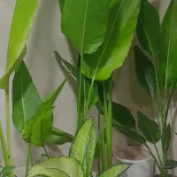 گلسرای ارمیس