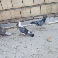 کبوتر پرشی|پرنده|اسفرورین, |دیوار