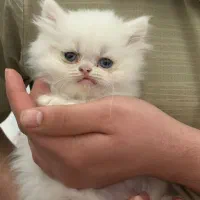 گربه پرشین سفید چشم آبی دختر