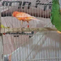 قناری نر|پرنده|شیروان (خراسان), |دیوار