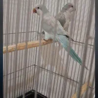 طوطی راهب زرد و ابی مولد کواکر|پرنده|اردبیل, |دیوار