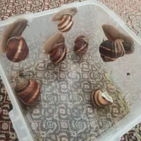 حلزون
