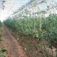 گلخانه صنعتی