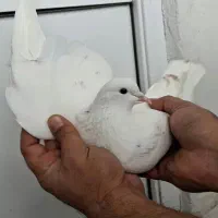 کبوتر غریب|پرنده|بندر انزلی, کارآموزی|دیوار