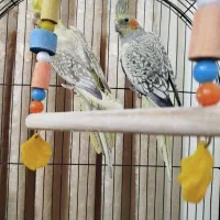 جفت عروس هلندی گل باقالی زیبا و بازیگوش|پرنده|تهران, یافتآباد|دیوار