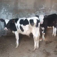 گوساله نر|حیوانات مزرعه|زیرکوه, |دیوار