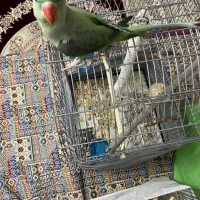 شاه طوطی جوجه تهران ۹ ماهه|پرنده|تهران, فلاح|دیوار